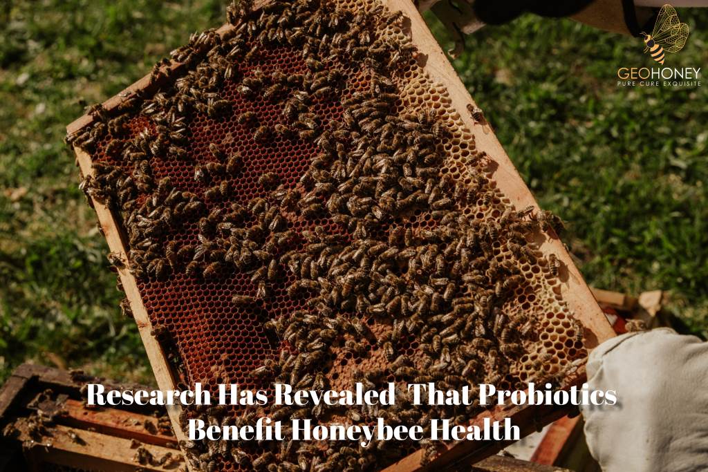 Western Research Has Revealed That Probiotics Benefit Honeybee Health